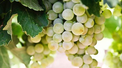 wine grape berry cluster