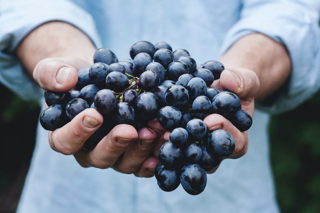 winemaker holding a grape cluster