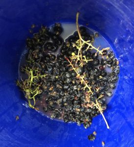Wine grapes being pressed by hand in a bucket