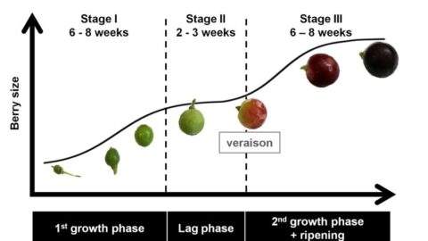 Grape berry growth chart