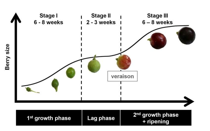 Grape berry growth chart