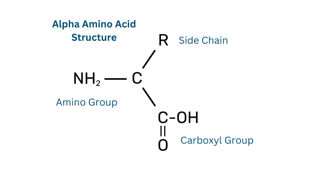 alpha amino acid structure