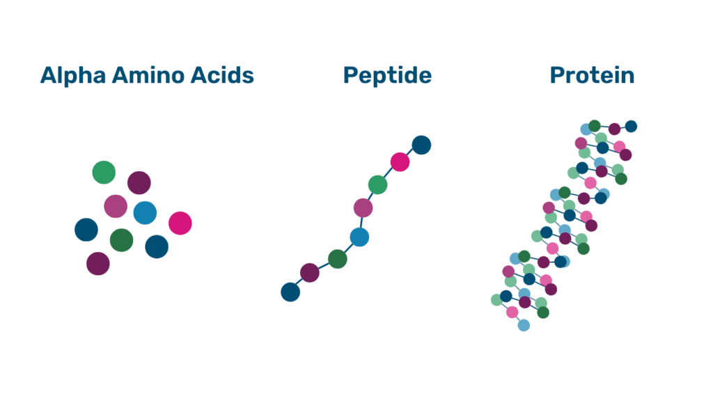 relationship of alpha amino acids to peptides to proteins