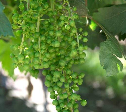Early growth grapes, pre-veriason