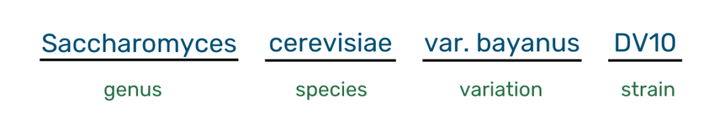 Saccharomyces cerevisiae genus, species, variation