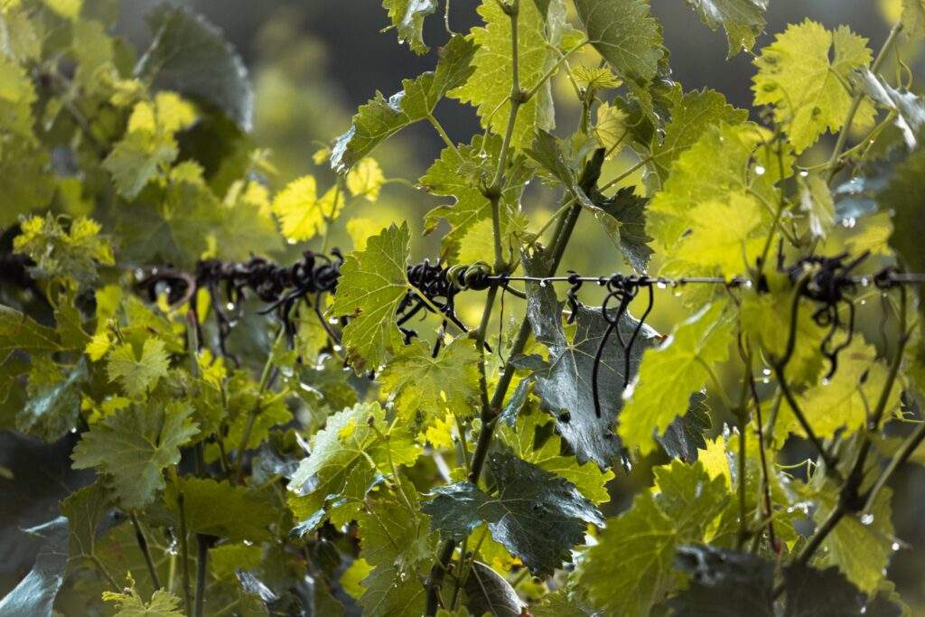 Grape wine in the rain