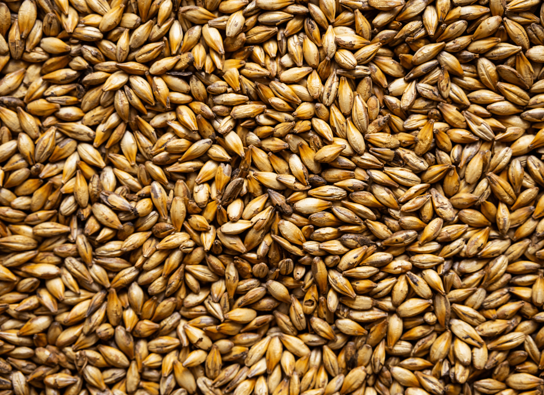 Malted barley grains