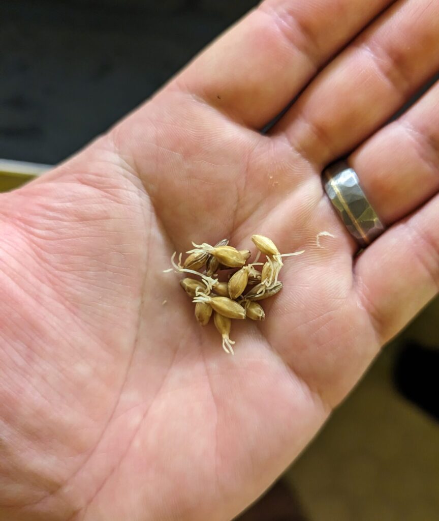 Open palm holding germinating malt kernals.