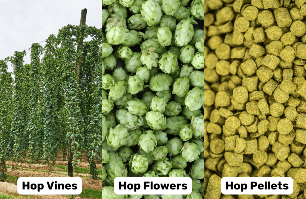 A picture of hanging hop vines, a pile of fresh hop cones, and a pile of T90 hop pellets