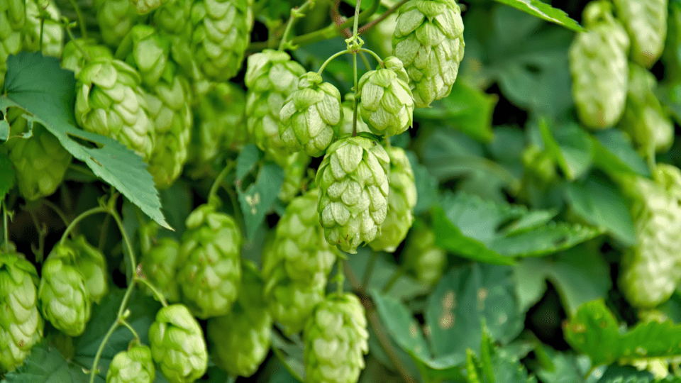 Hop flowers