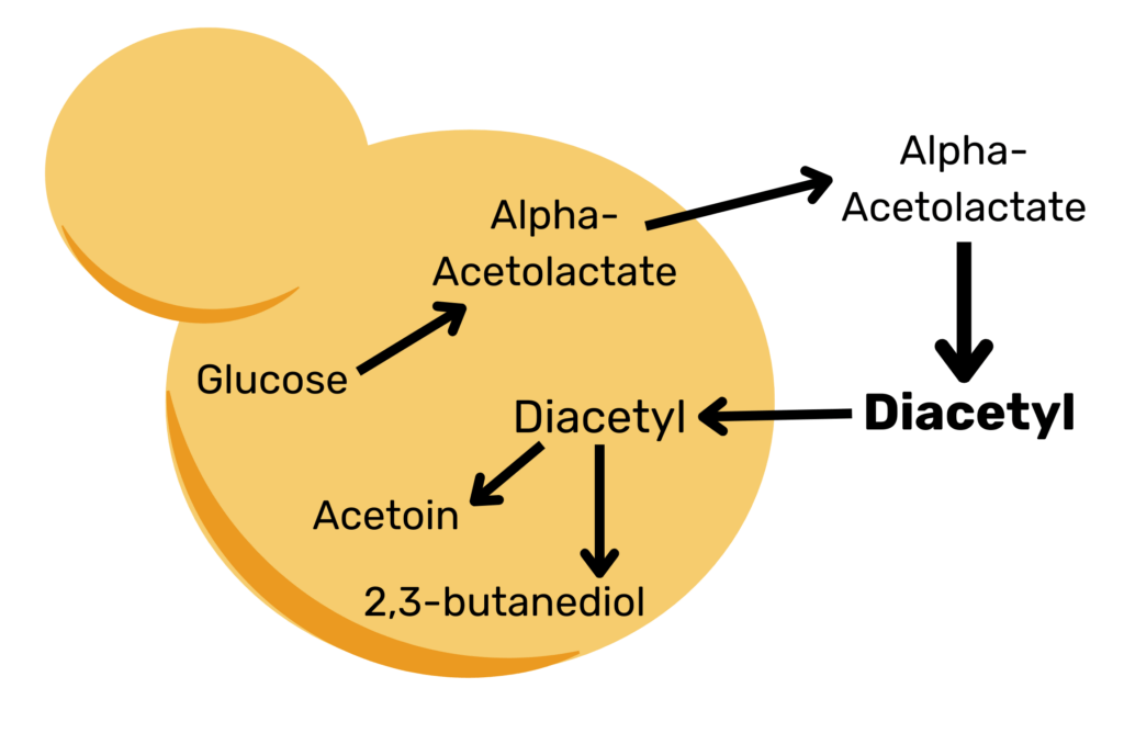 Yeast cell with the chemical reaction for creating and consuming diacetyl