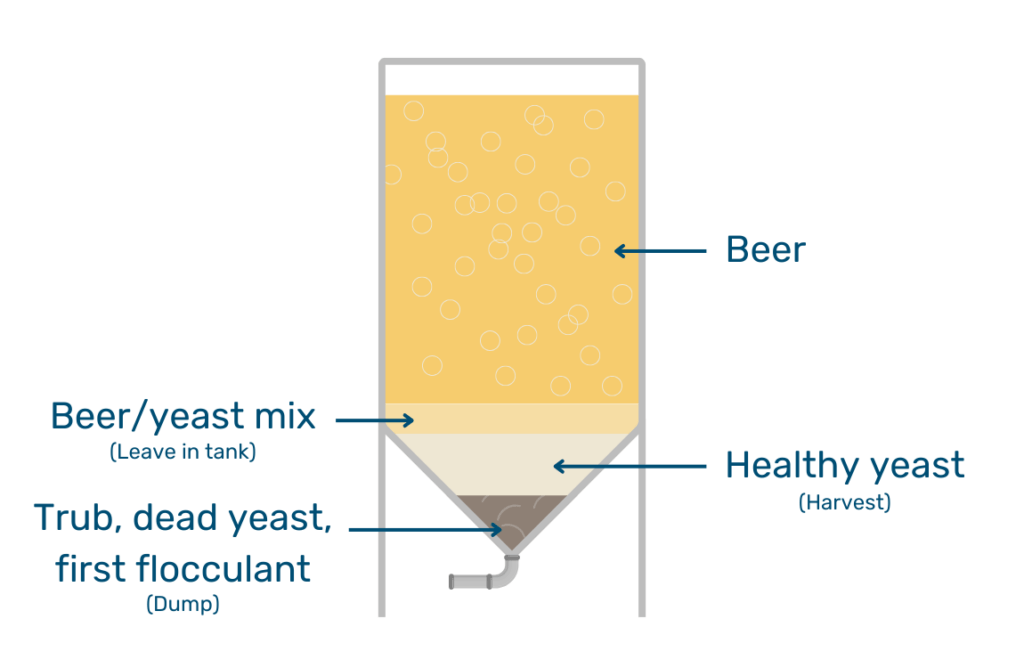Diagram of a beer fermentation tank showing which layers of yeast should be harvested, dumped, or left behind