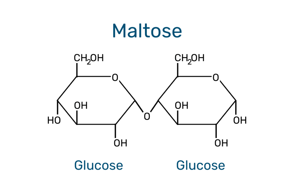 Graphic of a maltose molecule which is made of two joined glucose molecules