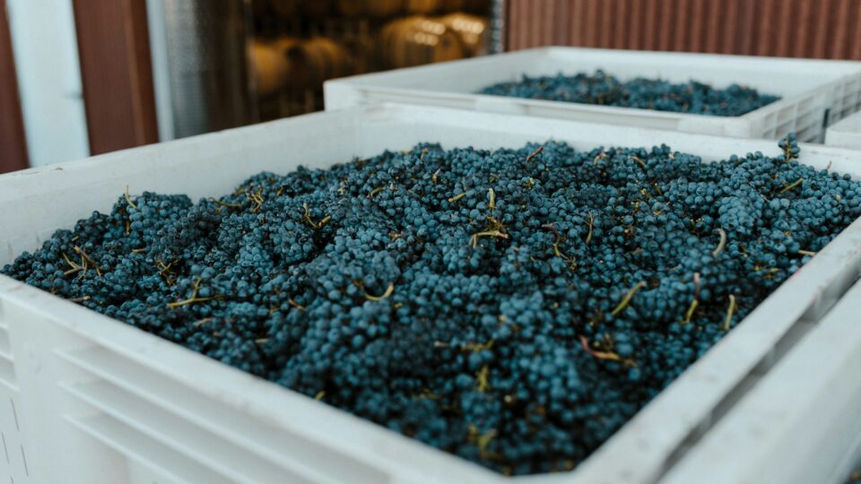 black wine grapes in a tote