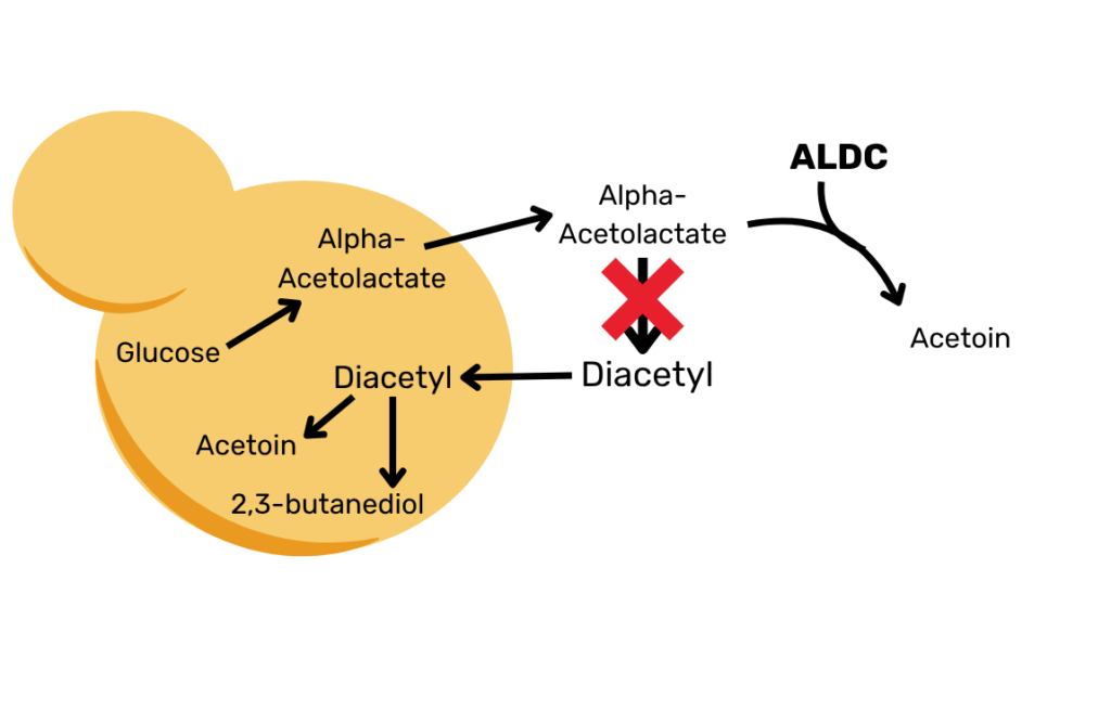 graphic showing how ALDC interupts diacetyl synthesis