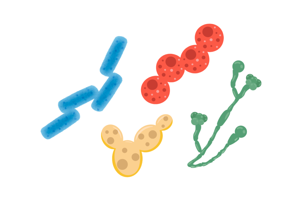 Graphic of 4 types of microbes: yeast, mold, rod-bacteria, cocci-bacteria