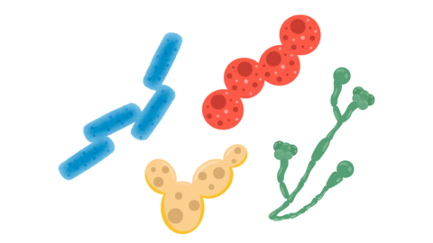 Graphic of 4 types of microbes: yeast, mold, rod-bacteria, cocci-bacteria