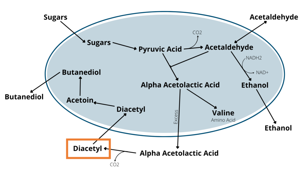 graphic of a yeast cell's metabolism of sugar into various compounds including diacetyl, which is highlighted