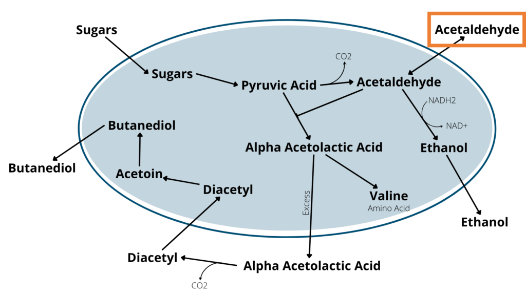 graphic of yeast cell metabolism converting sugar to acetaldehyde and other metabolites